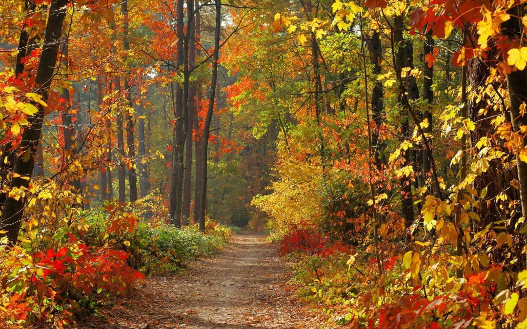 Revisiting the Past and Why Fall is So Hard